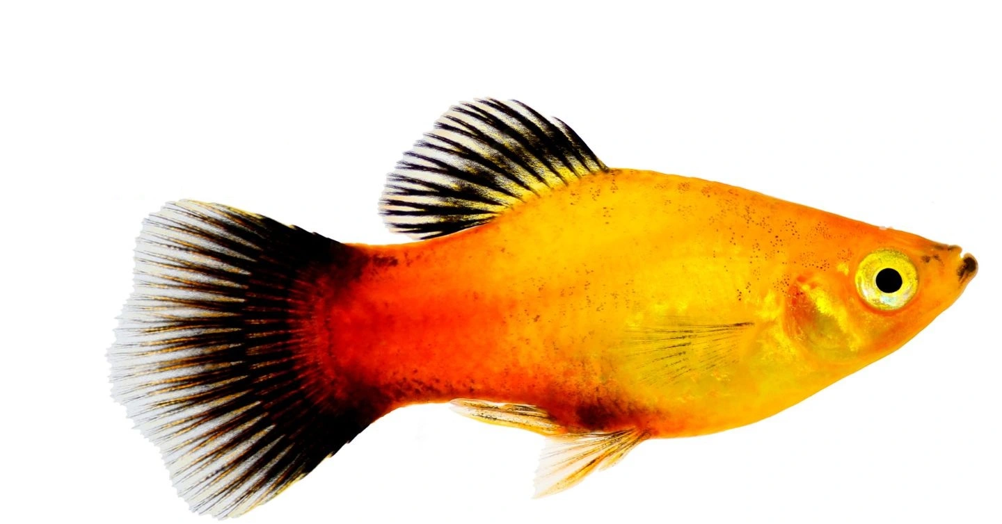 Platy (Xiphophorus maculatus) – Den farverige selskabsfisk til dit akvarium